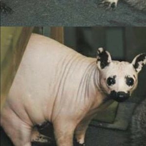 Meet your Posher, Hailey